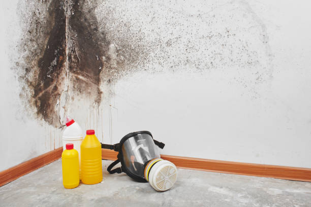 Best Emergency Mold Removal  in Polson, MT