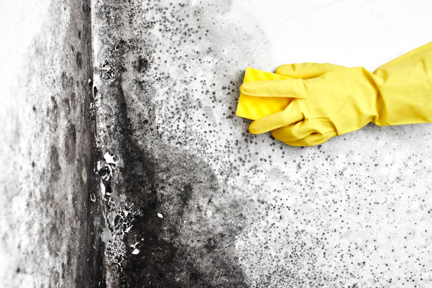 Best Residential Mold Removal  in Polson, MT