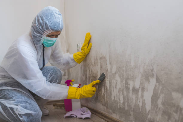 Best Toxic Mold Removal  in Polson, MT