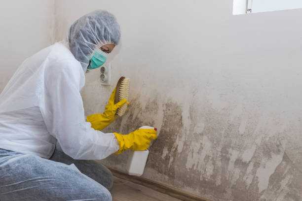 Best Mold Removal Company Near Me  in Polson, MT