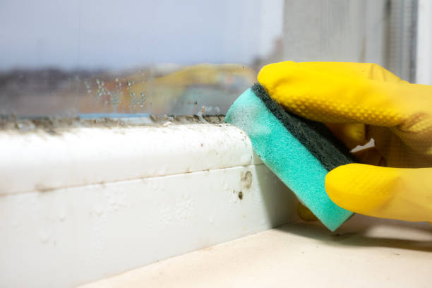 Professional Mold Removal in Polson, MT