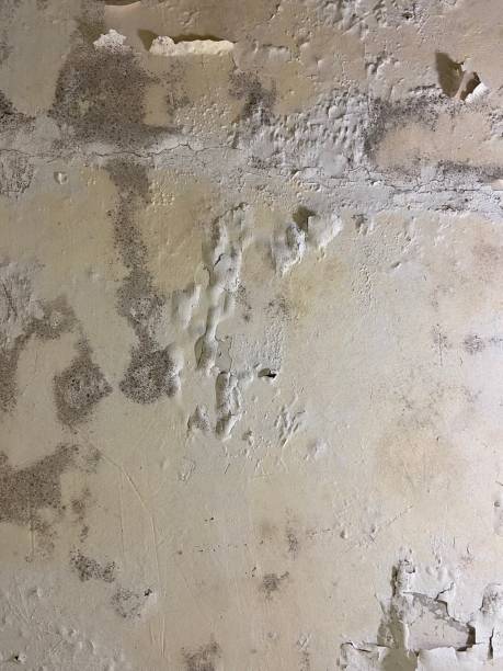 Best Affordable Mold Removal  in Polson, MT